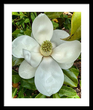 Magnolia - Framed Print