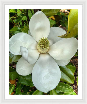 Magnolia - Framed Print