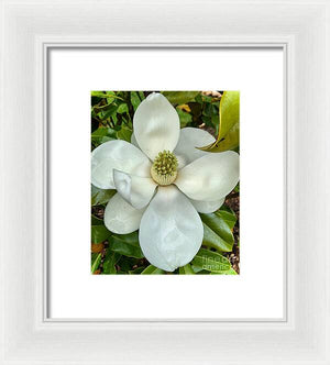 Magnolia - Framed Print