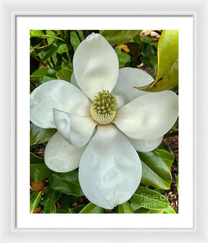 Magnolia - Framed Print