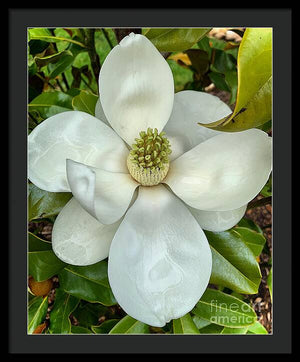 Magnolia - Framed Print