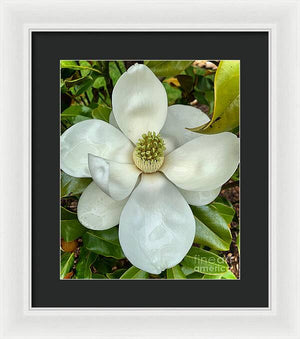 Magnolia - Framed Print