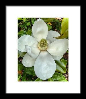 Magnolia - Framed Print