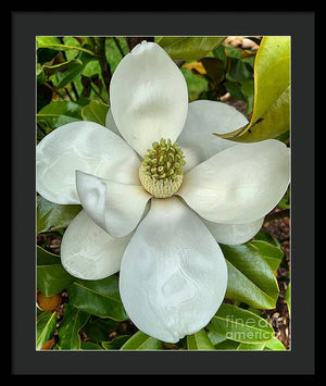 Magnolia - Framed Print