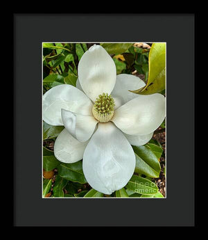 Magnolia - Framed Print