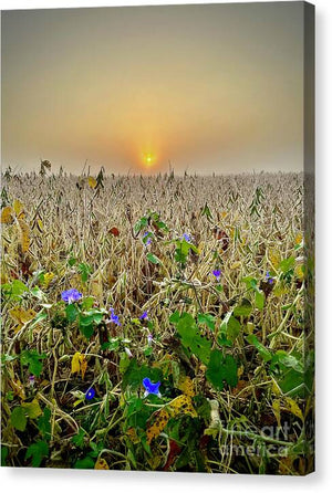 Morning Glory - Canvas Print