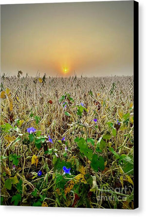 Morning Glory - Canvas Print