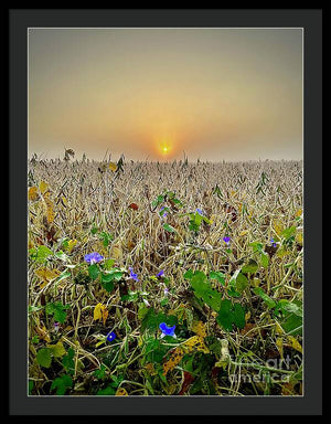 Morning Glory - Framed Print