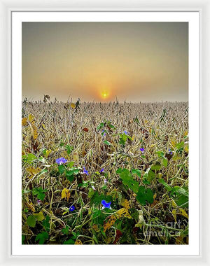 Morning Glory - Framed Print