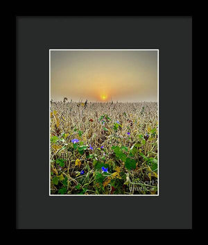 Morning Glory - Framed Print