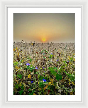 Morning Glory - Framed Print