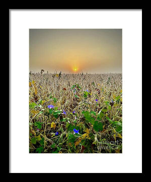 Morning Glory - Framed Print