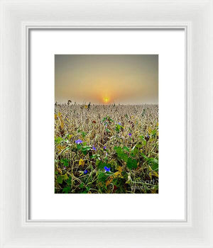 Morning Glory - Framed Print