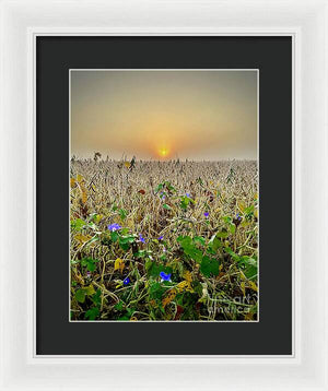 Morning Glory - Framed Print