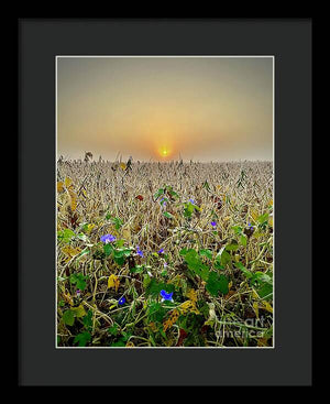 Morning Glory - Framed Print