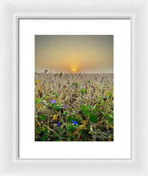 Morning Glory - Framed Print