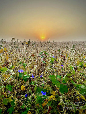 Morning Glory - Art Print