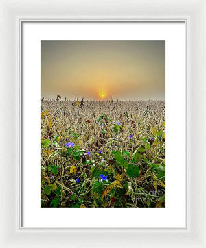 Morning Glory - Framed Print