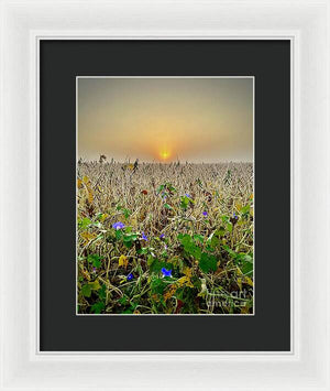 Morning Glory - Framed Print