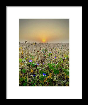 Morning Glory - Framed Print