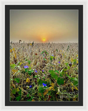 Morning Glory - Framed Print