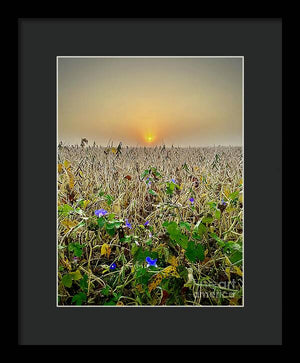 Morning Glory - Framed Print