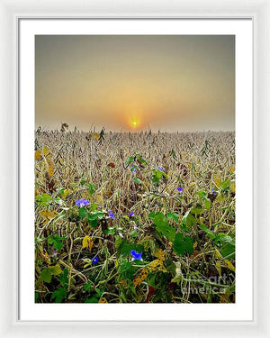 Morning Glory - Framed Print