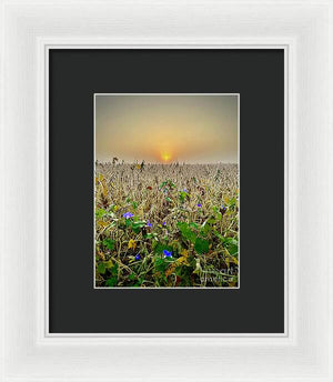 Morning Glory - Framed Print