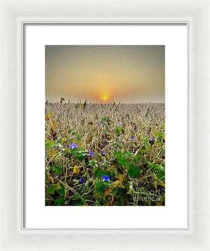 Morning Glory - Framed Print