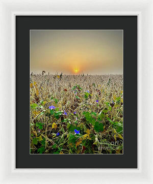 Morning Glory - Framed Print