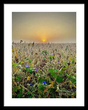 Morning Glory - Framed Print