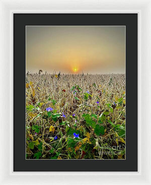 Morning Glory - Framed Print