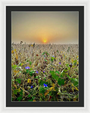 Morning Glory - Framed Print