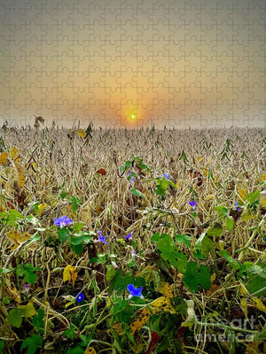 Morning Glory - Puzzle