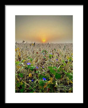 Morning Glory - Framed Print