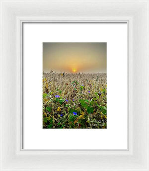 Morning Glory - Framed Print