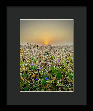 Morning Glory - Framed Print