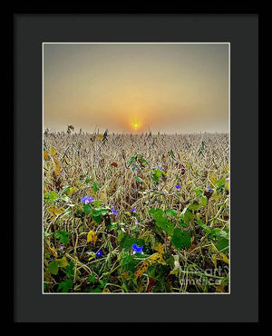 Morning Glory - Framed Print