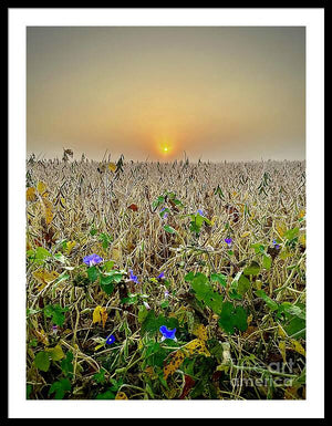 Morning Glory - Framed Print