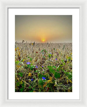 Morning Glory - Framed Print