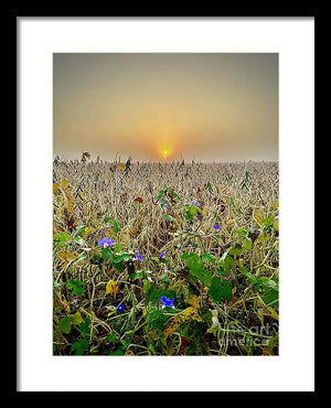 Morning Glory - Framed Print