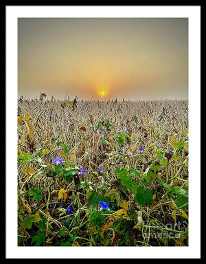 Morning Glory - Framed Print