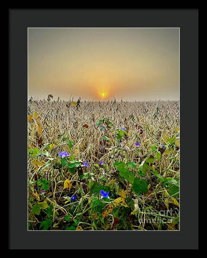 Morning Glory - Framed Print