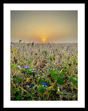 Morning Glory - Framed Print