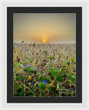 Morning Glory - Framed Print