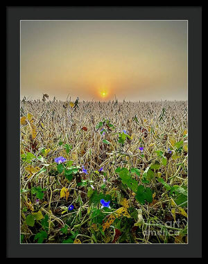 Morning Glory - Framed Print