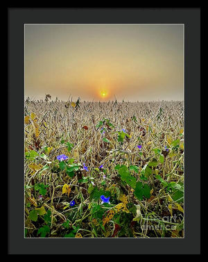 Morning Glory - Framed Print