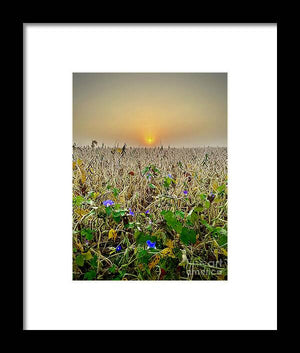 Morning Glory - Framed Print