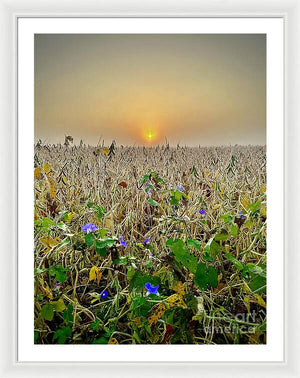 Morning Glory - Framed Print