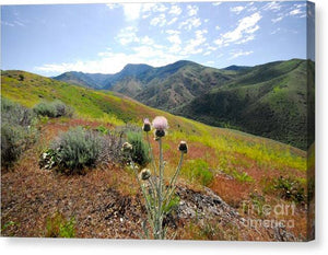 Mountain Thistle - Canvas Print